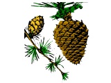Pine cones, for Christmas decorations